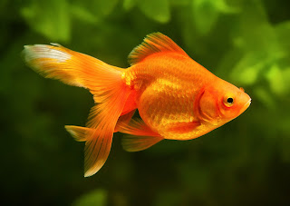 Goldfish