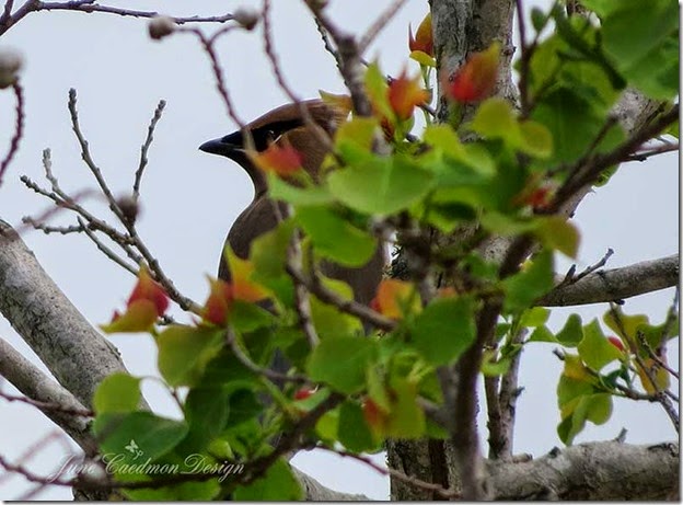 CedarWaxWing