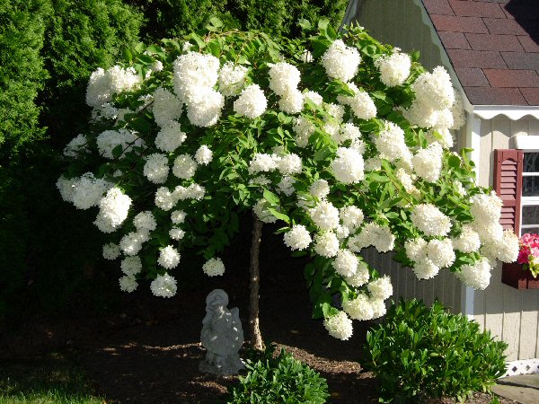 GUIDE TO NORTHEASTERN GARDENING: Deciduous Trees/Shrubs