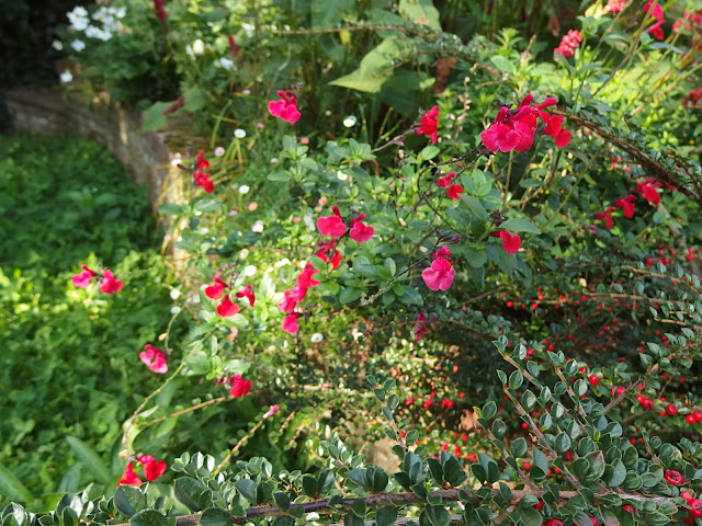 Salvia gregii 'Royal Bumble'