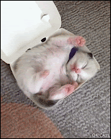 Tiny liquid kitten takes a nap inside a... KFC box!