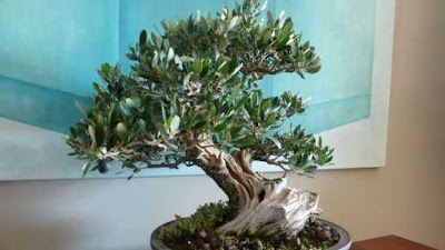 Cómo hacer bonsai olivo Fácil paso a paso