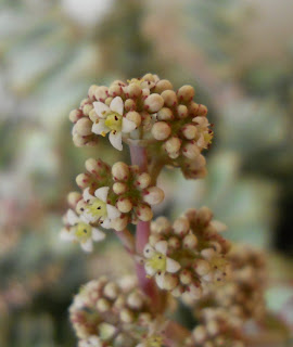 flowers of the cactus crassula perforata