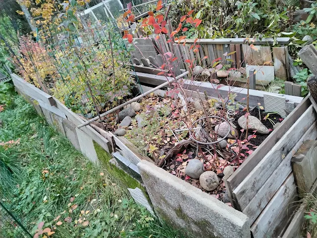 Pensasmustikoissa kukkia vihreitä marjoja 22.10.2024 Näemme miten ensi vuonna kukkii marjoo Talonmiespalvelu@gmail.com yhteys kuva2