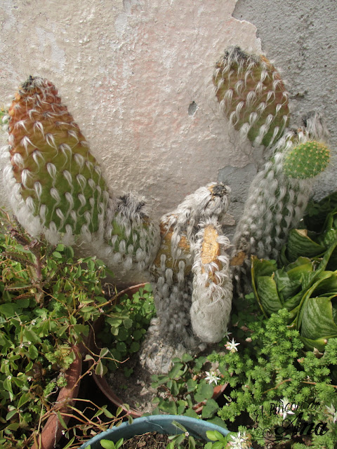 Mis cactus y suculentas