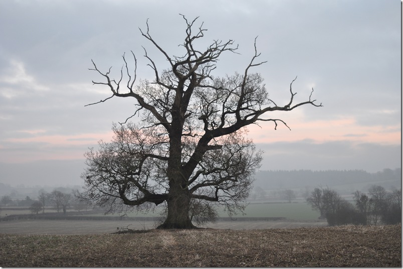winter tree
