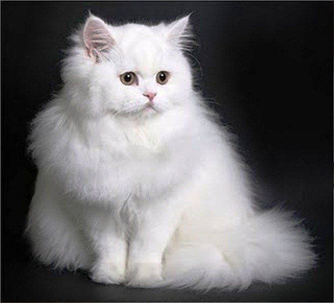 21 Foto Gambar Kucing Persia Imut dan Lucu Banget Terbaru