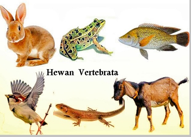 Hewan Vertebrata  berbagaireviews com