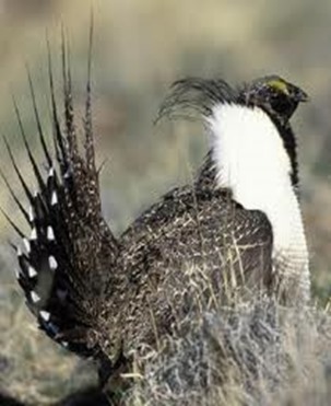 Amazing Pictures of Animals photo Nature, exotic, funny, incredibel, Zoo, Sage grouse, Centrocercus urophasianus, Alex (7)