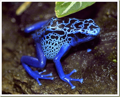 South American Animal Photographs Poison Dart Frog