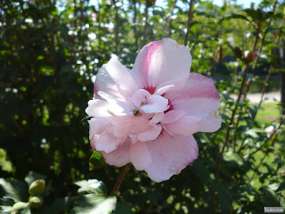 秋の桃色の花