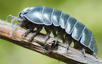 Picture of a rolly poly or pill bug crawling on a log