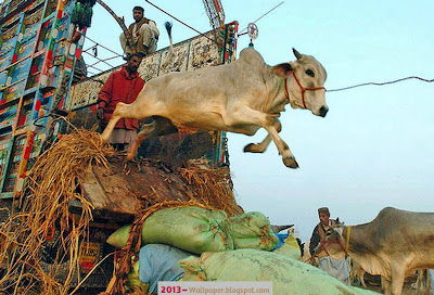 Cow-jump-from-the-truck-Eid-Ul-Adha-2013-Funny-Wallpapers