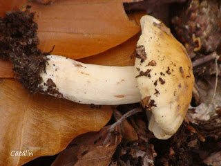 Russula fellea DSC128289