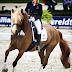 Get Started In Dressage With These Helpful Tips