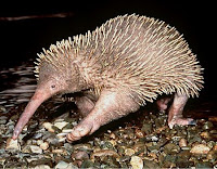 long beacked echidna equidna-de-bico-longo Zaglossus