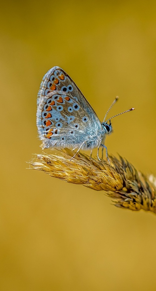 Butterfly beauty in miniature