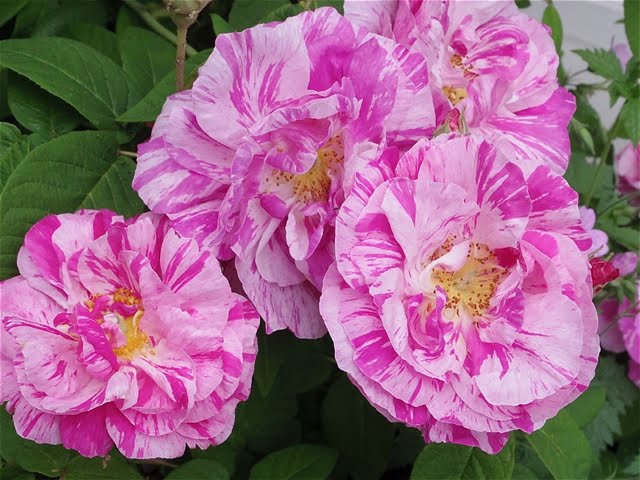 #093 英国のバラ English Roseの話をイギリスのお花屋さんから聞いた