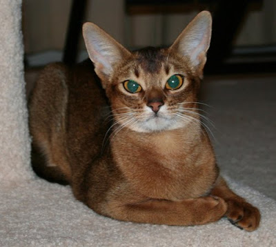 ruddy abyssinian - Tawny - Usual