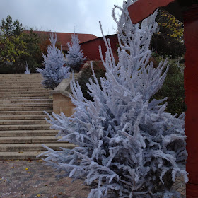 sapins de noel ville de YERRES