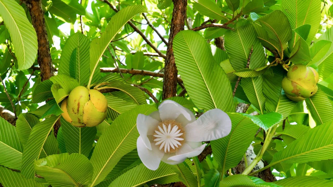 ആന ആപ്പിൾ,ആന പഴം,ആനപഴം,elephant apple cooking,elephant apple kerala,dillenia indica cooking kerala,dillenia indica,aana apple,omkv cooking,omkv latest,omkv elephant apple,elephant apple tamil,elephant apple hindi,health tips elephant apple,healthy cooking