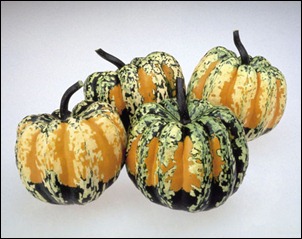 Carnival squash