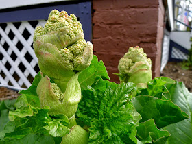 Victoria Rhubarb, bolting