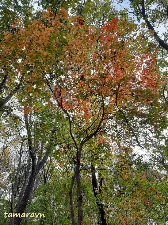 Клён ложнозибольдов (Acer pseudosieboldianum)