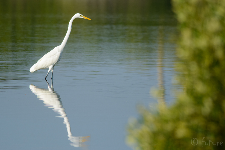 Hõbehaigur, Ardea alba modesta, Eastern Great Egret, haigur, White heron, kotuku