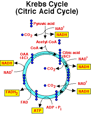 Kreb’s Cycle (OR) Citric Acid Cycle (OR) Tri-Carboxylic Acid Cycle (TCA)