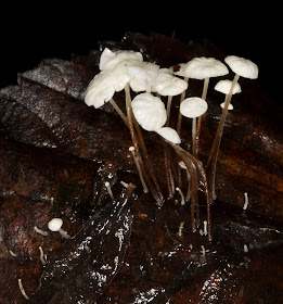 Fungus, Marasmius epiphyllus, growing on a dead beech leaf, near Leaves Green, 3 December 2011.