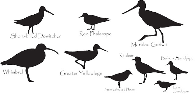 Birds Of The Northeast Identification