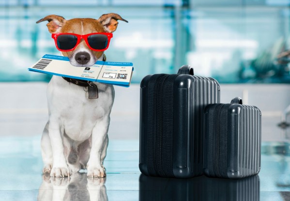 How to Update Pet Passport Information