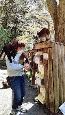 長崎バイオパーク クロキツネザル