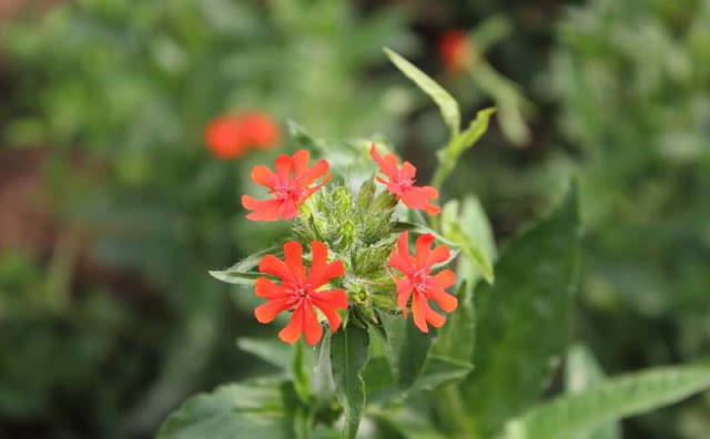 Maltese Cross Flowers Pictures