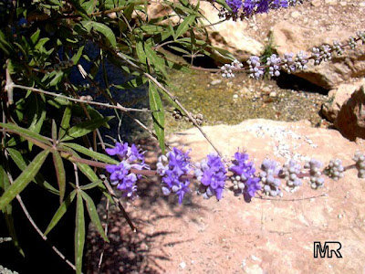 Chaste berry / Vitex agnus-castus