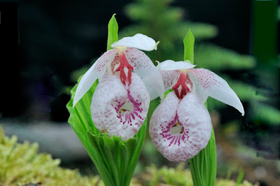 Cypripedium formosanum care and culture