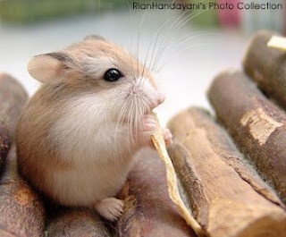 Gambar hamster