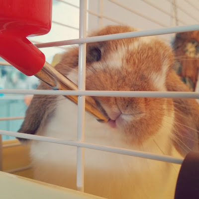 Rabbit Drinking From Water Bottle