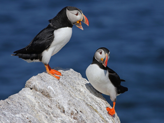 Atlantic Puffin