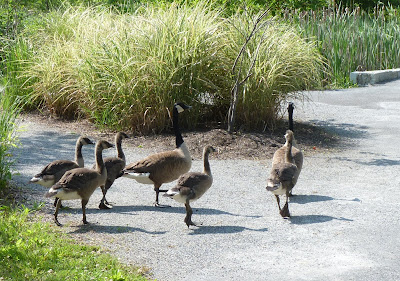 goose family