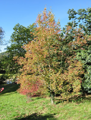 Рябина Юя (Sorbus yuana)