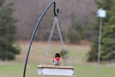 rose-breasted grosbeak at feeder