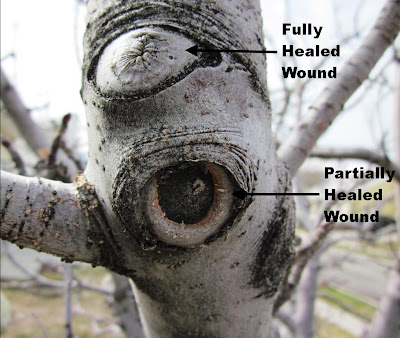 Healing Pruning Cuts