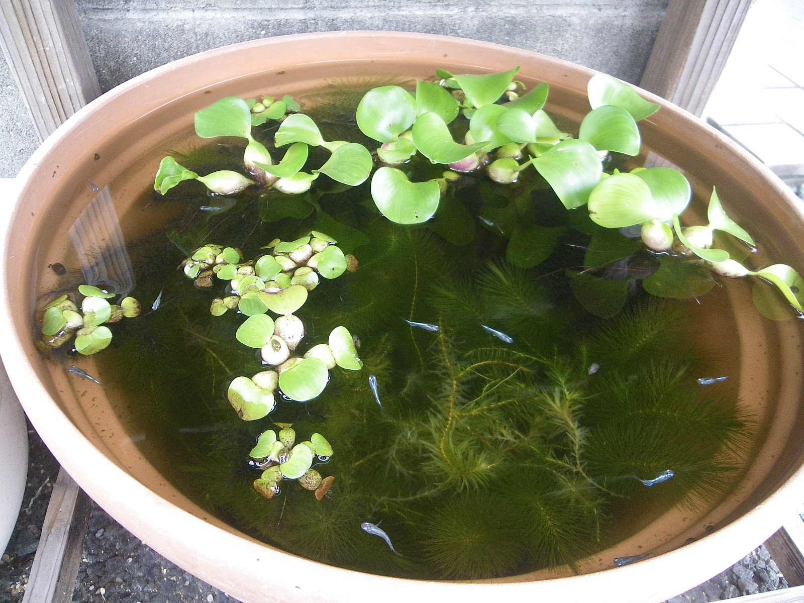 メダカの屋外のビオトープでの秋の繁殖は 順調です メダカの大工