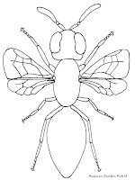 Mewarnai Gambar Serangga