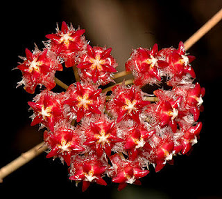Red Hoya Plant Image