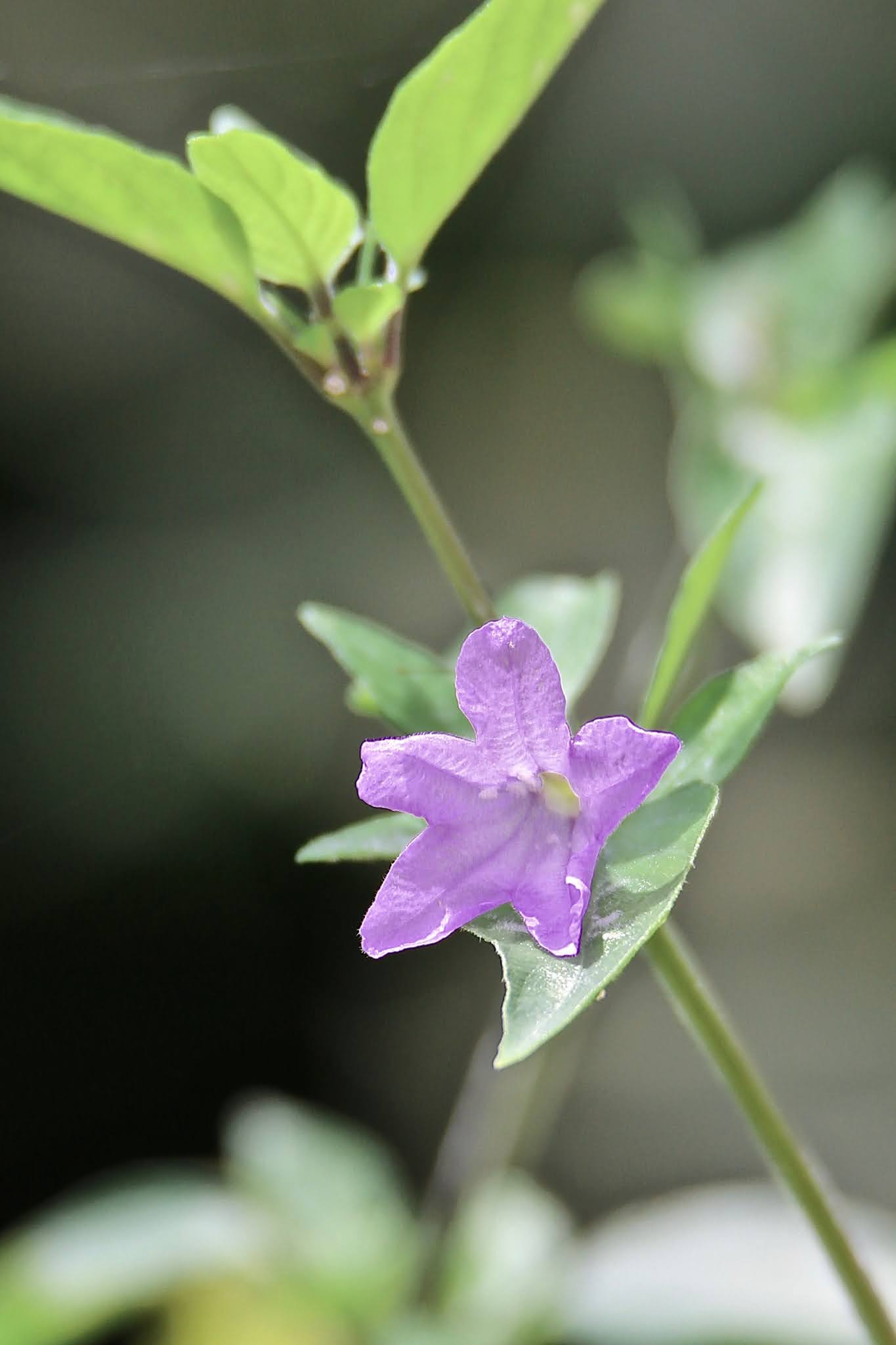 Most common Weeds and Wild flowers, and grasses with name in Karnataka,. India, high resolution free