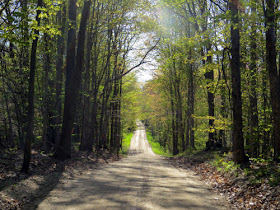 dirt road with spring trees