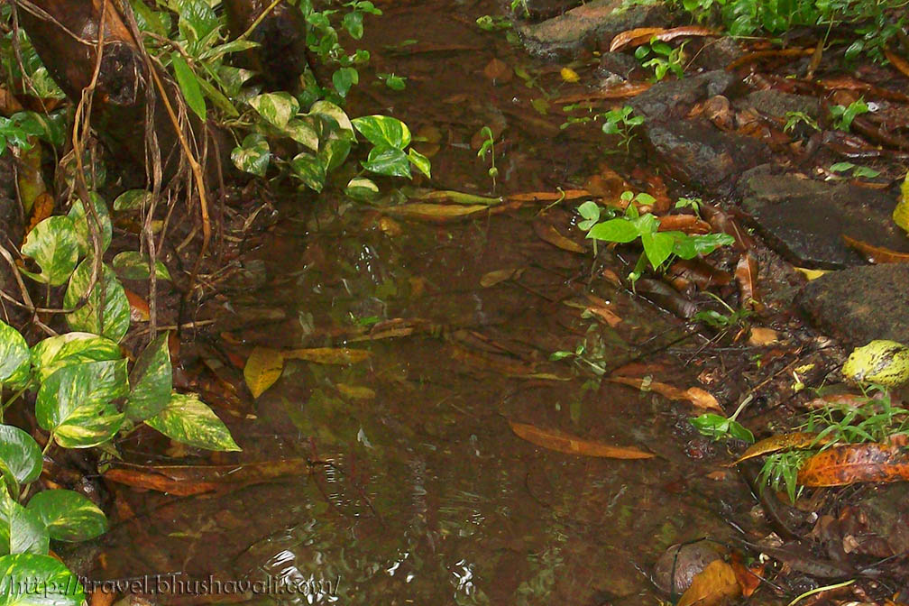 Land Planarians Hammerhead worm